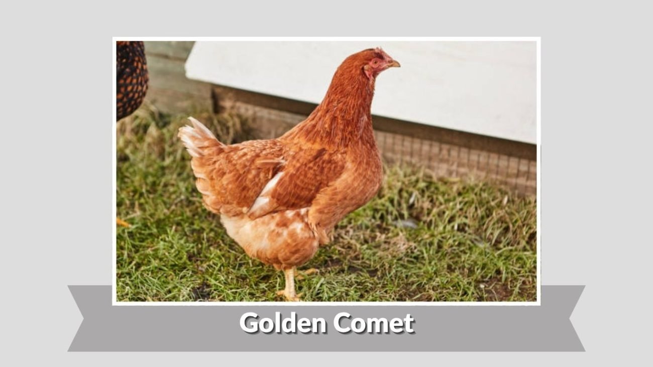 Golden Comet