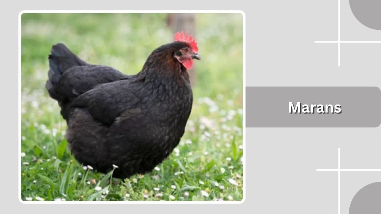 Marans