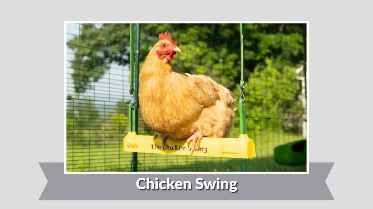 Chicken Swing