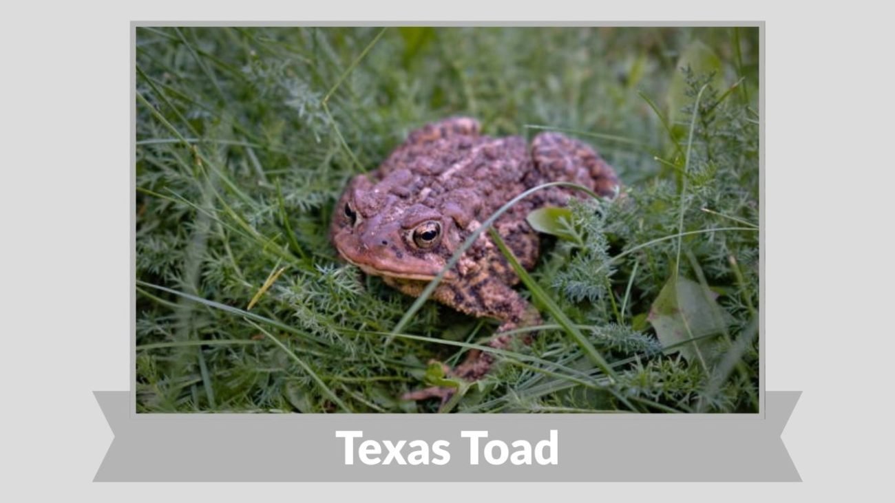 Texas Toad