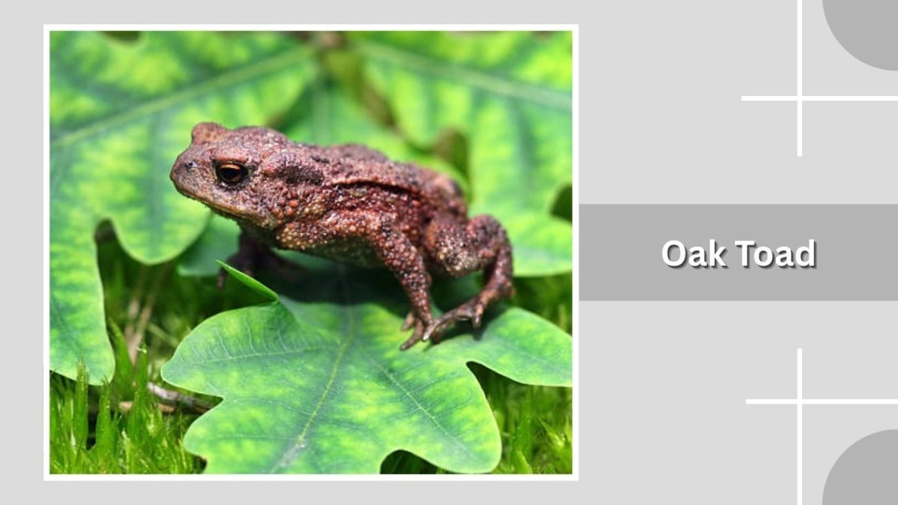 Oak Toad