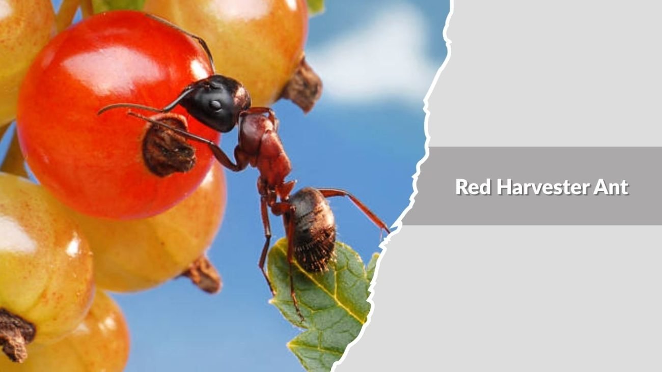 Red Harvester Ant