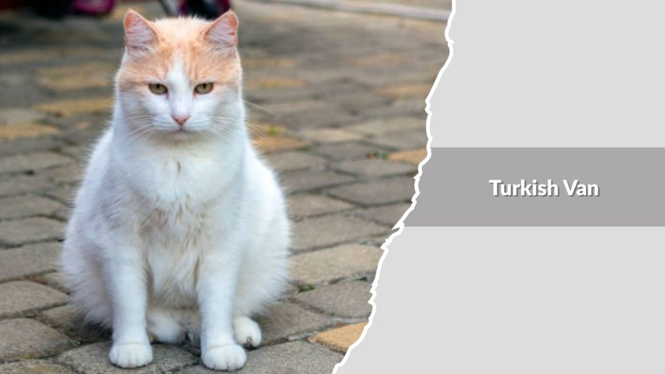 Turkish Van
