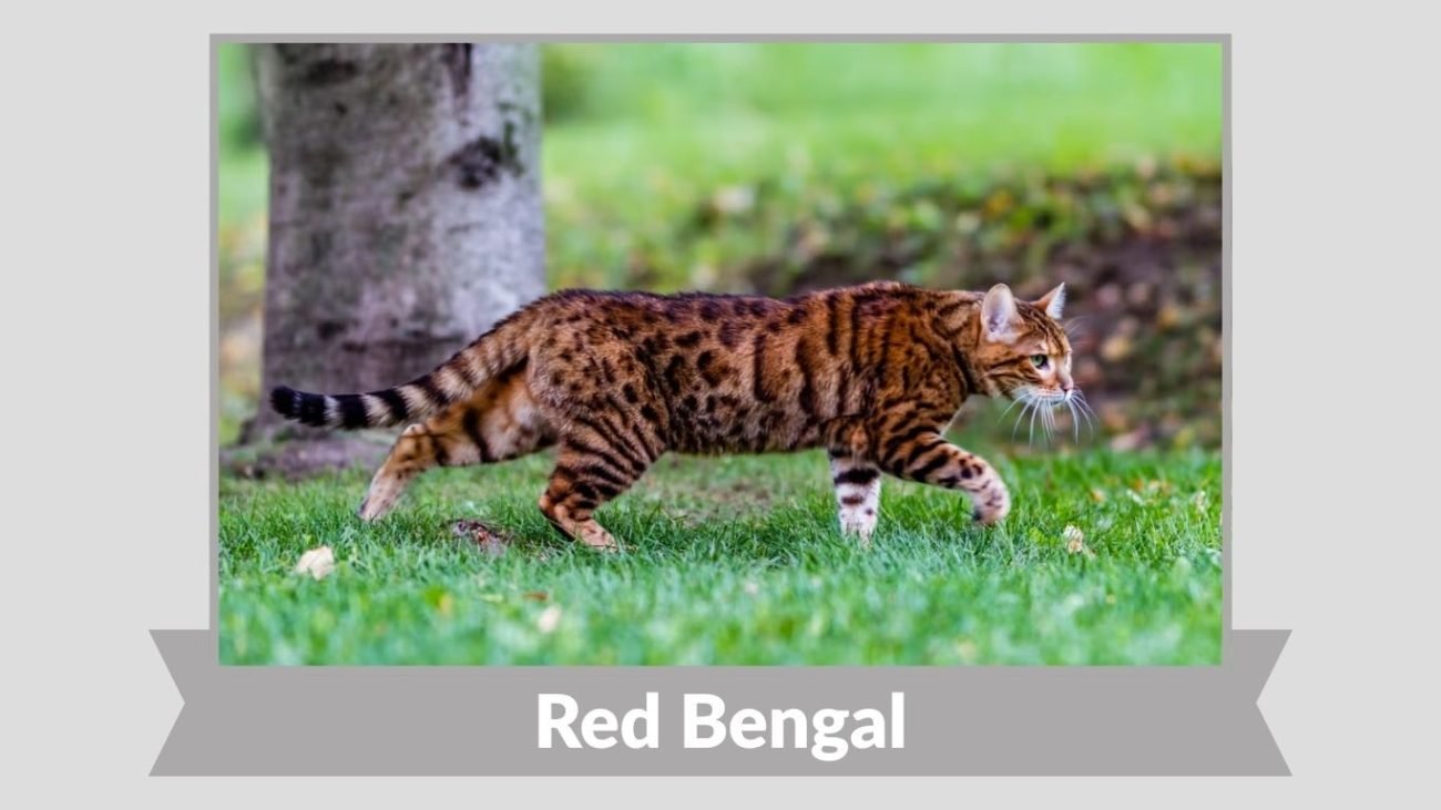 Red Bengal