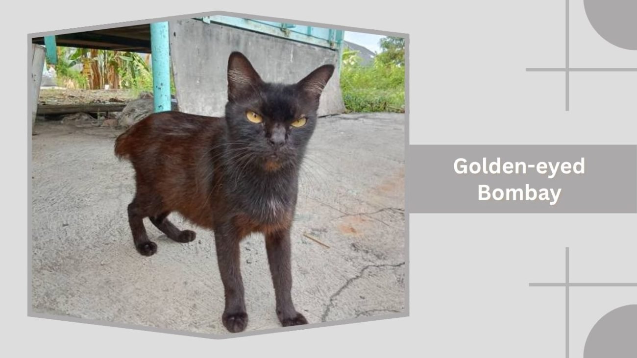 Golden-eyed Bombay