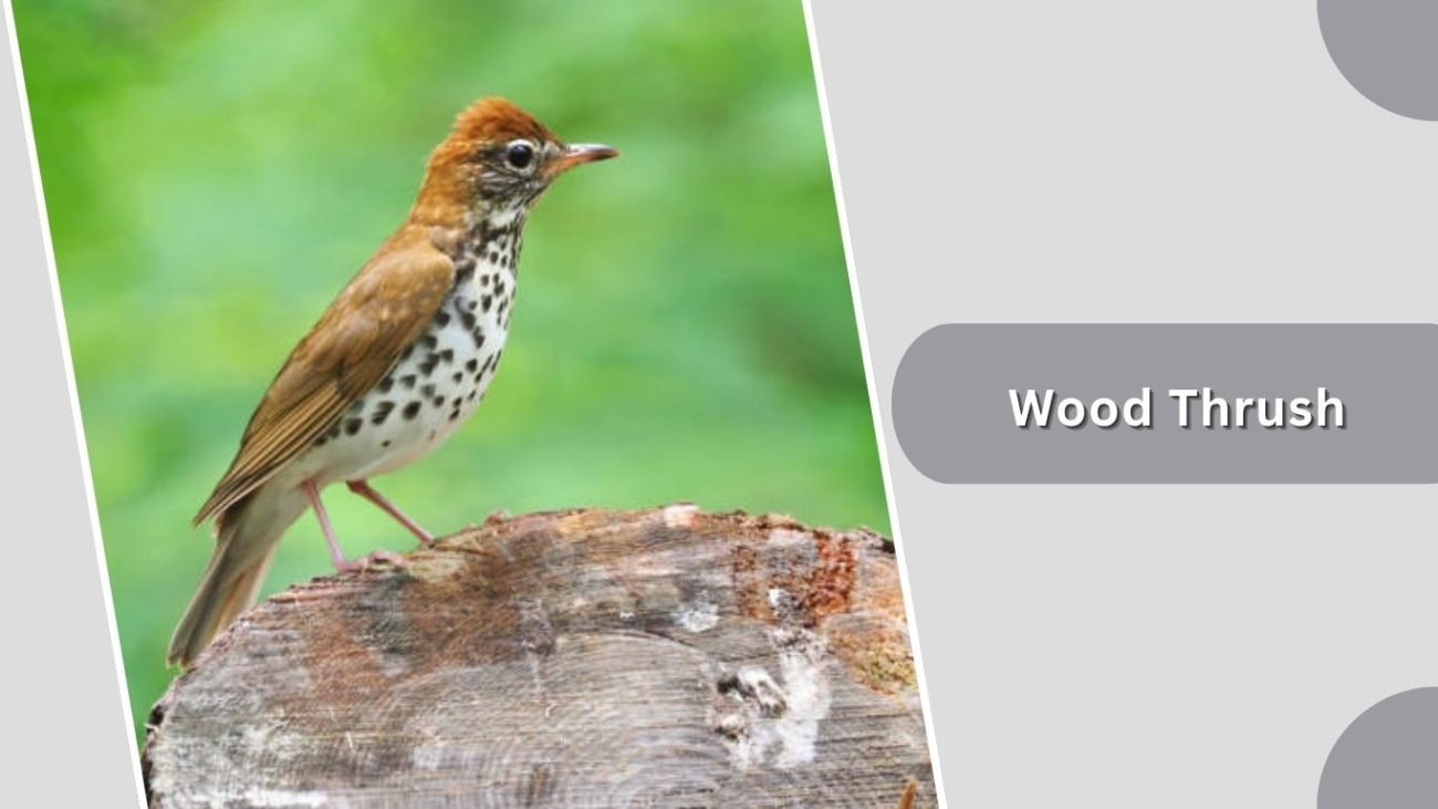 Wood Thrush