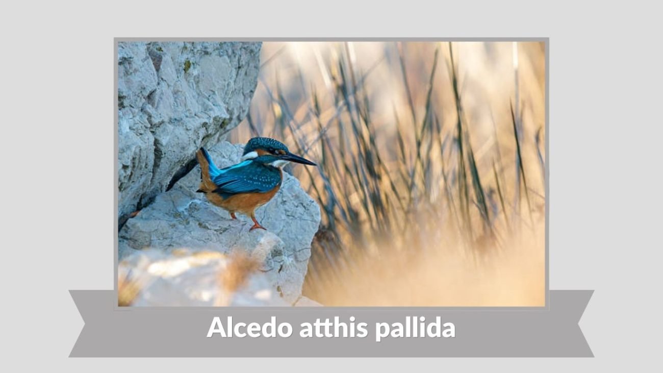 Alcedo atthis pallida