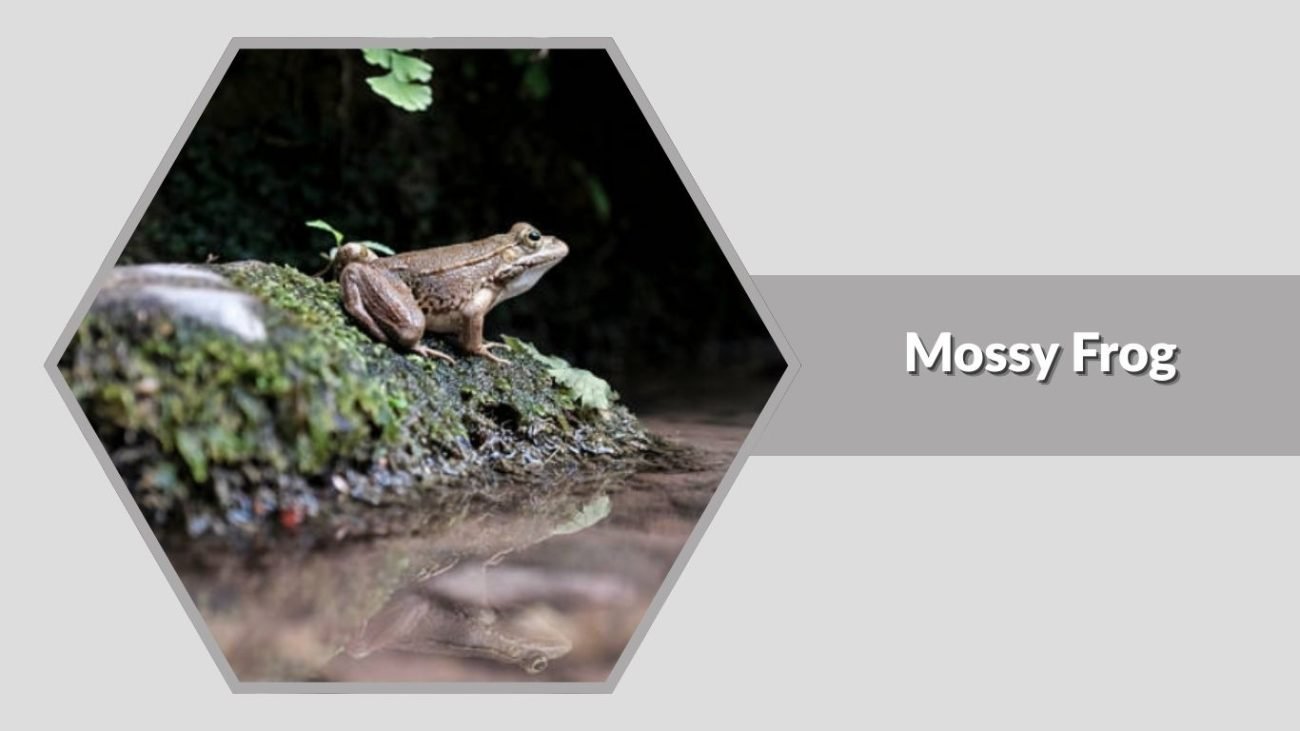 Mossy Frog
