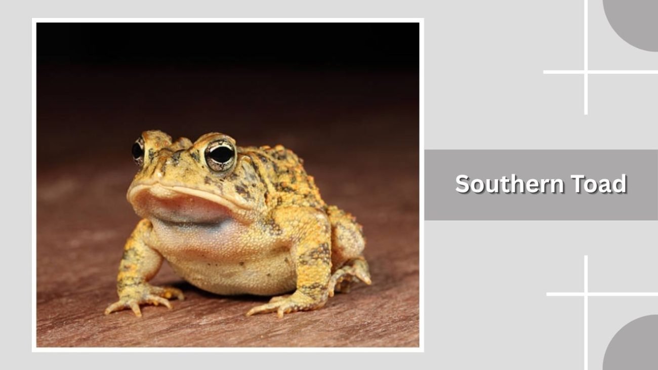  Southern Toad