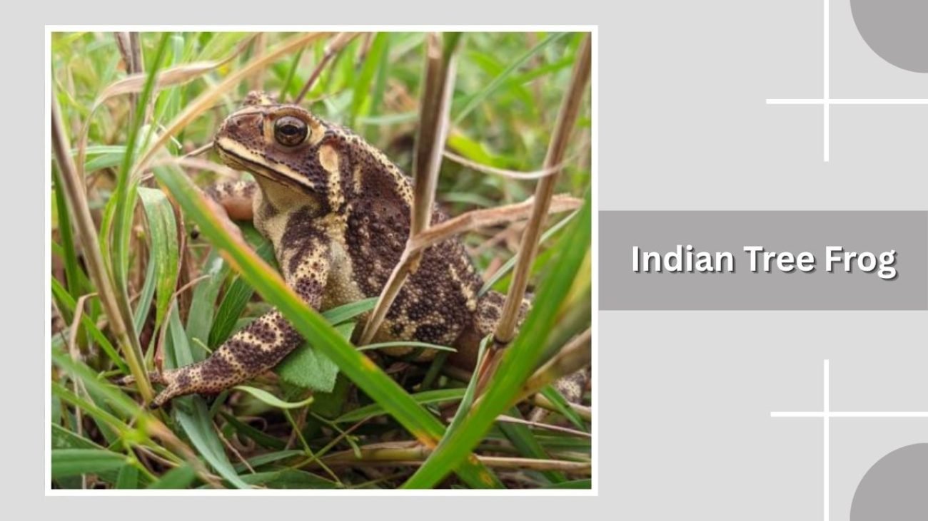 Indian Tree Frog