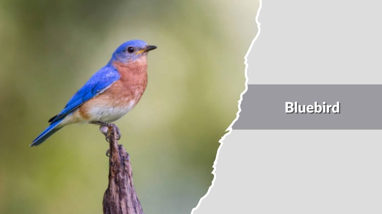 Bluebird
