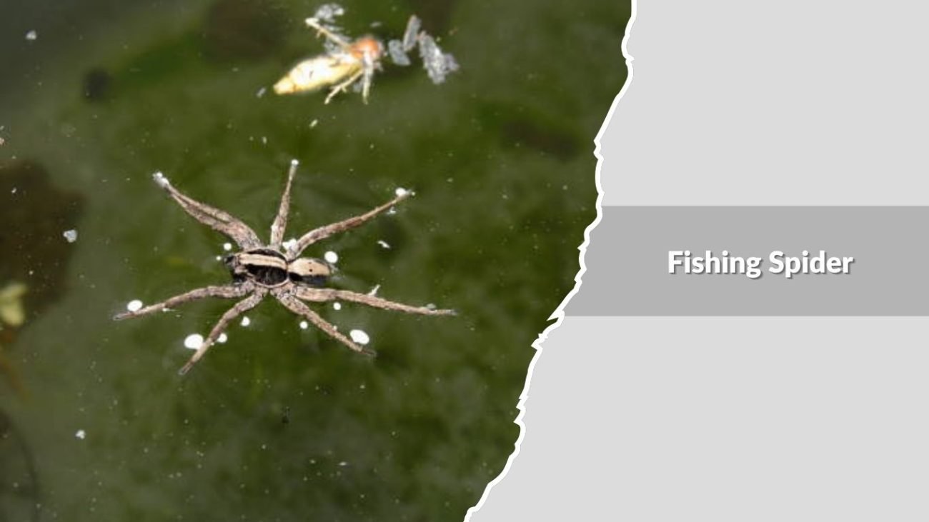 Fishing Spider (Dolomedes species)
