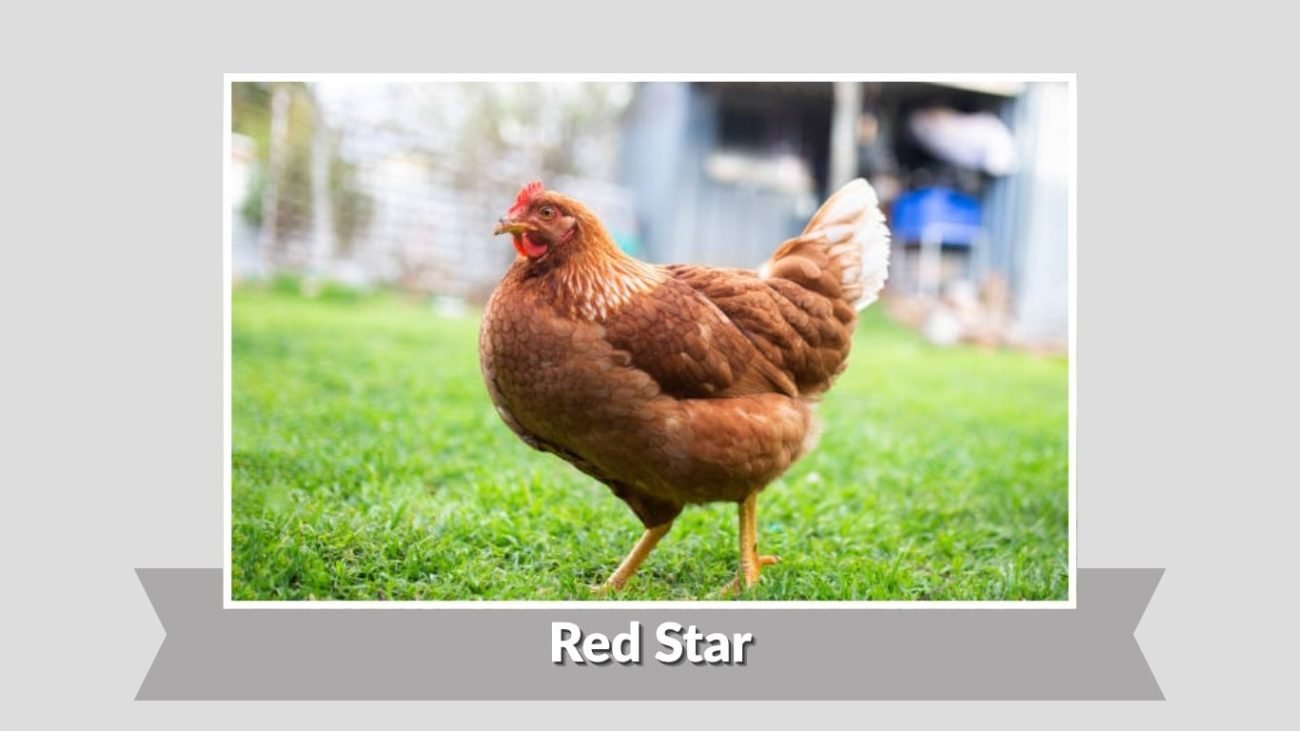 Red Star