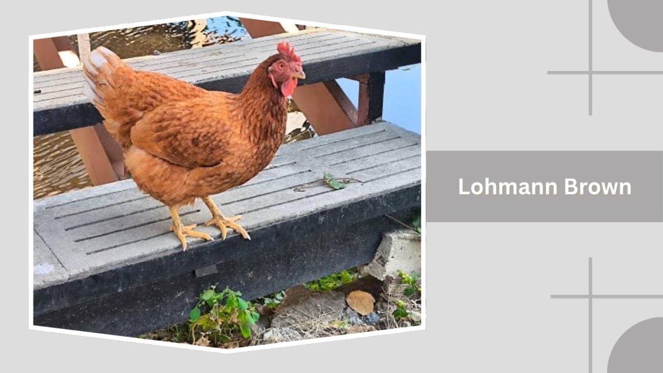 Lohmann Brown