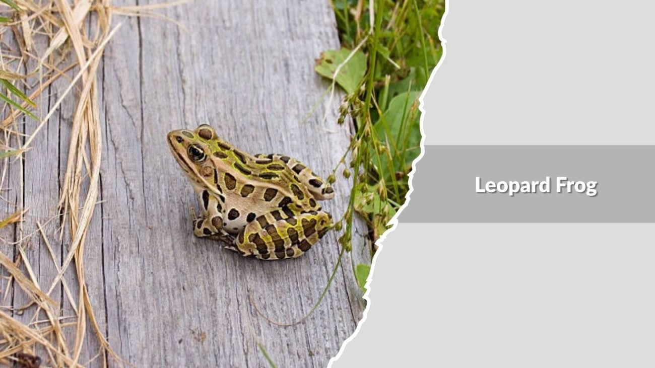 Leopard Frog