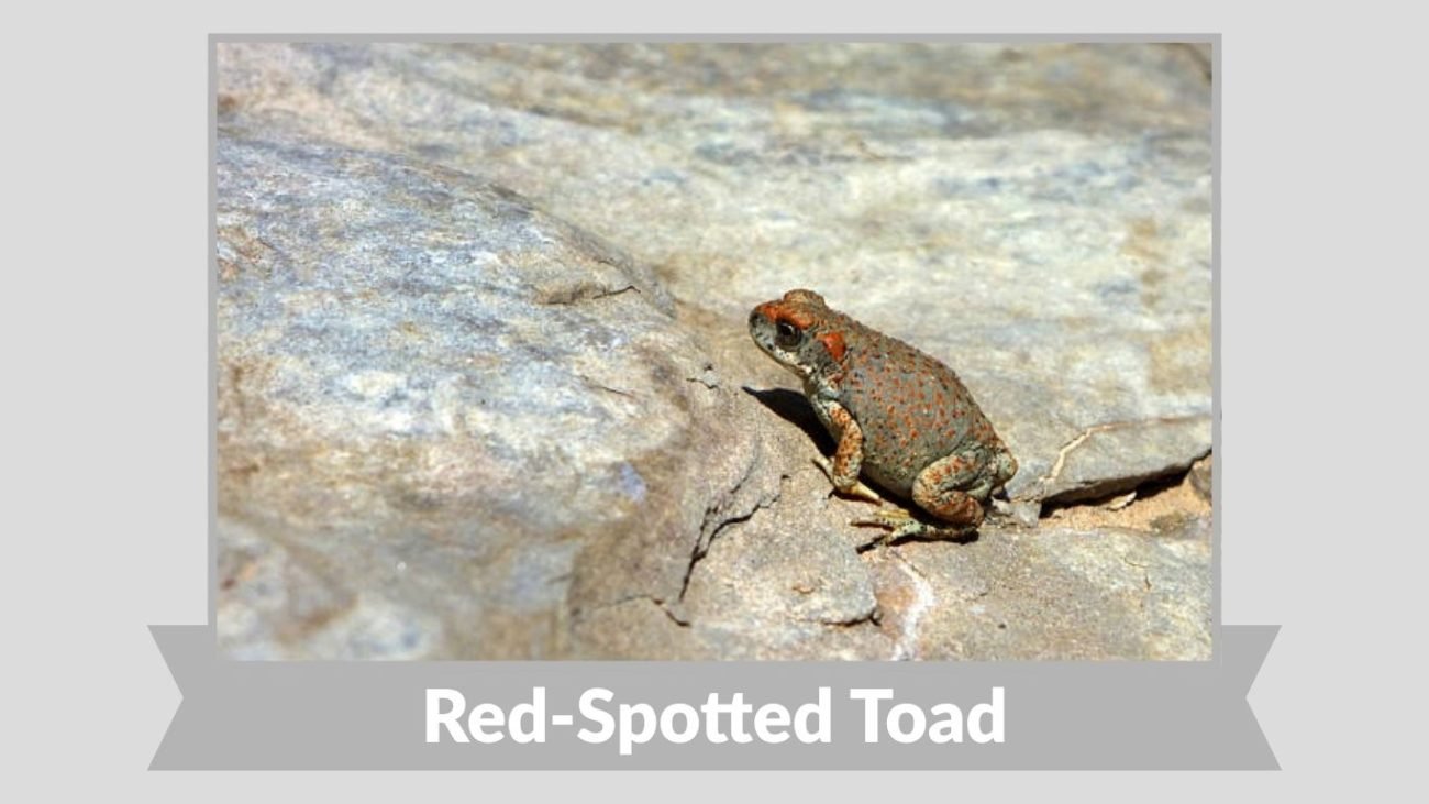 Red-Spotted Toad