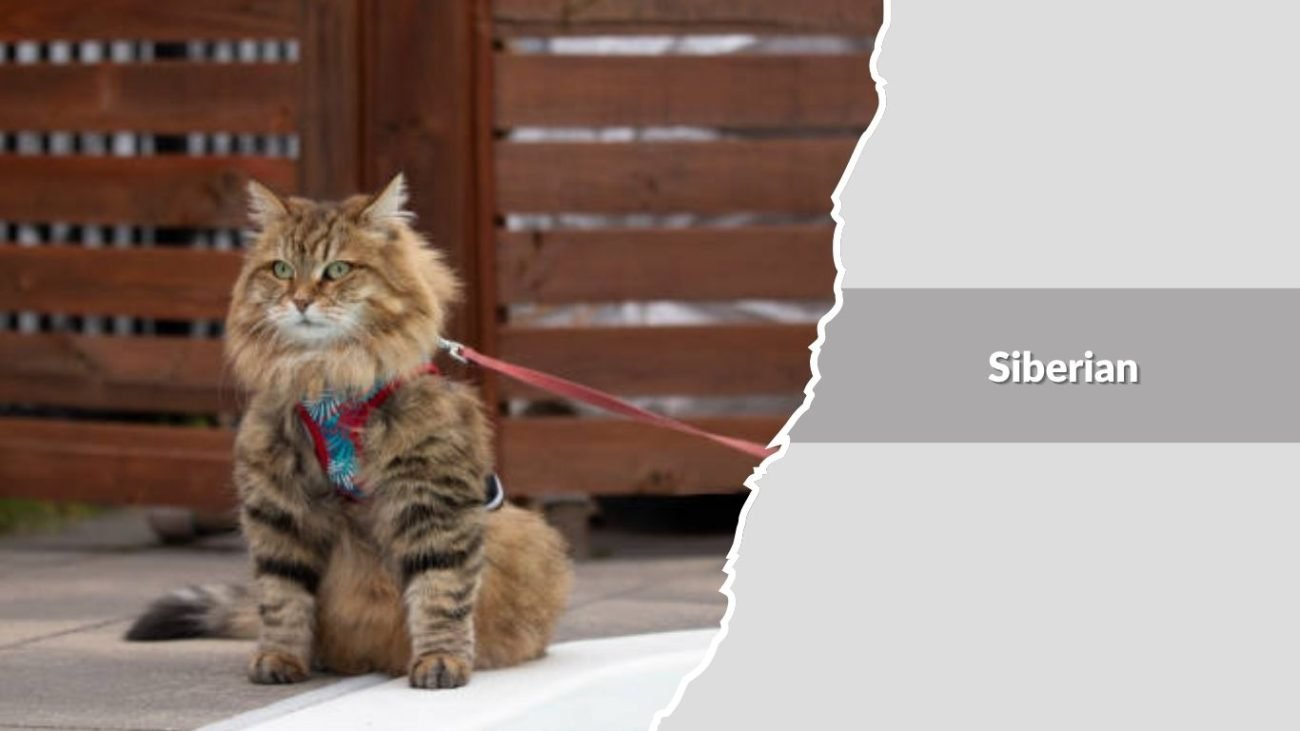 Siberian
