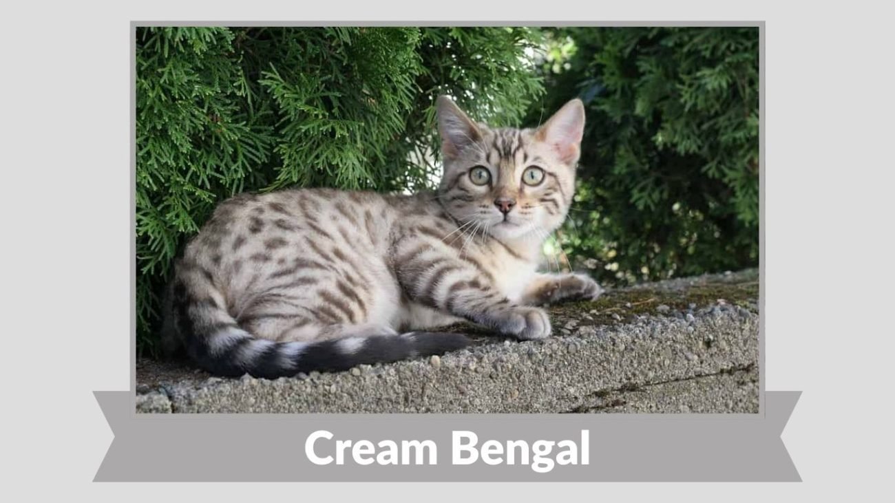Cream Bengal