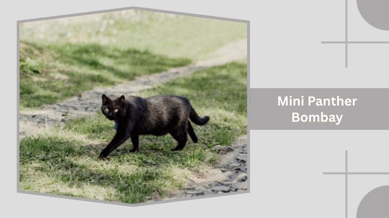 Mini Panther Bombay