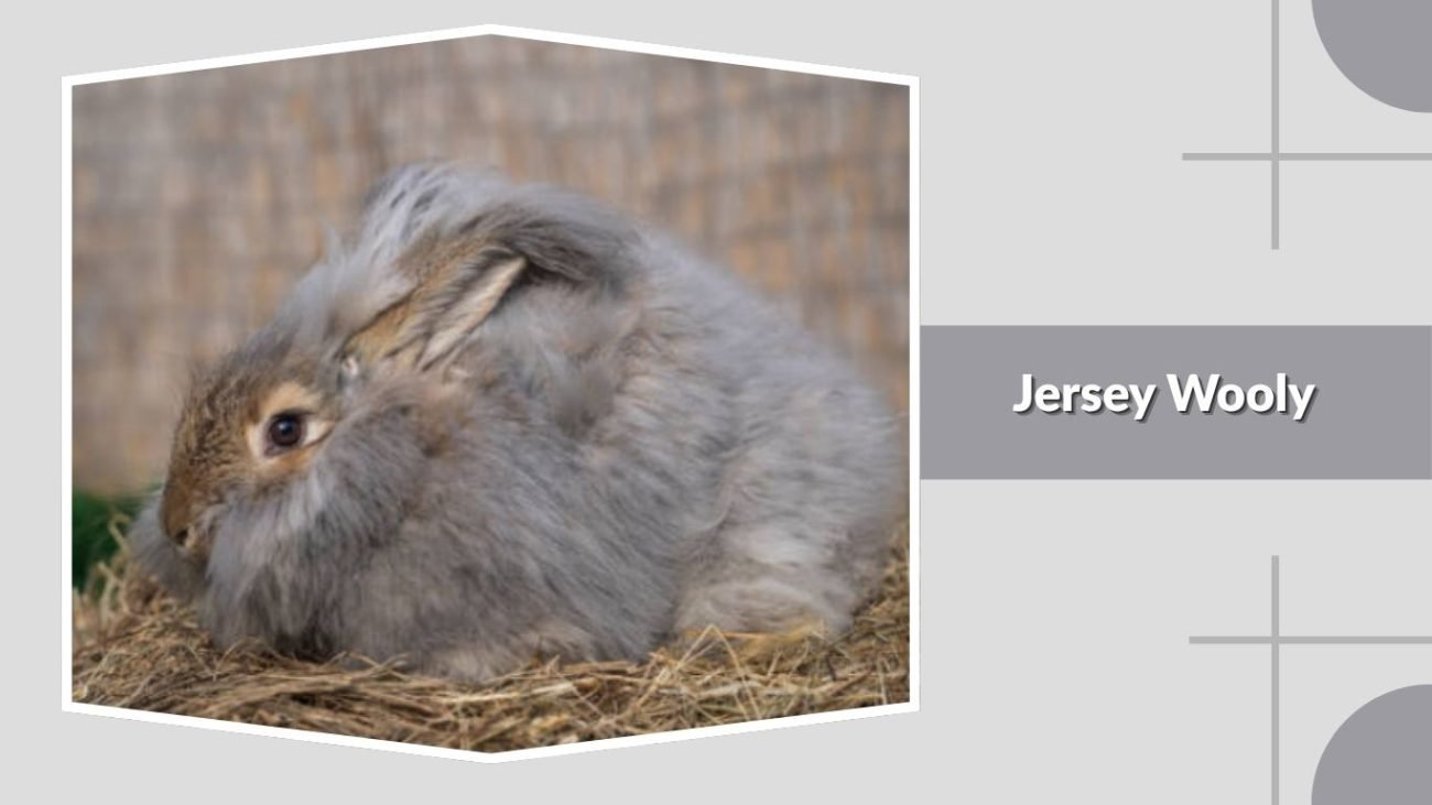  Jersey Wooly