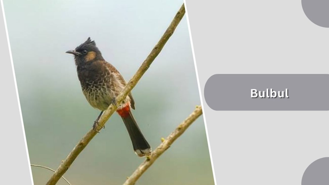Bulbul