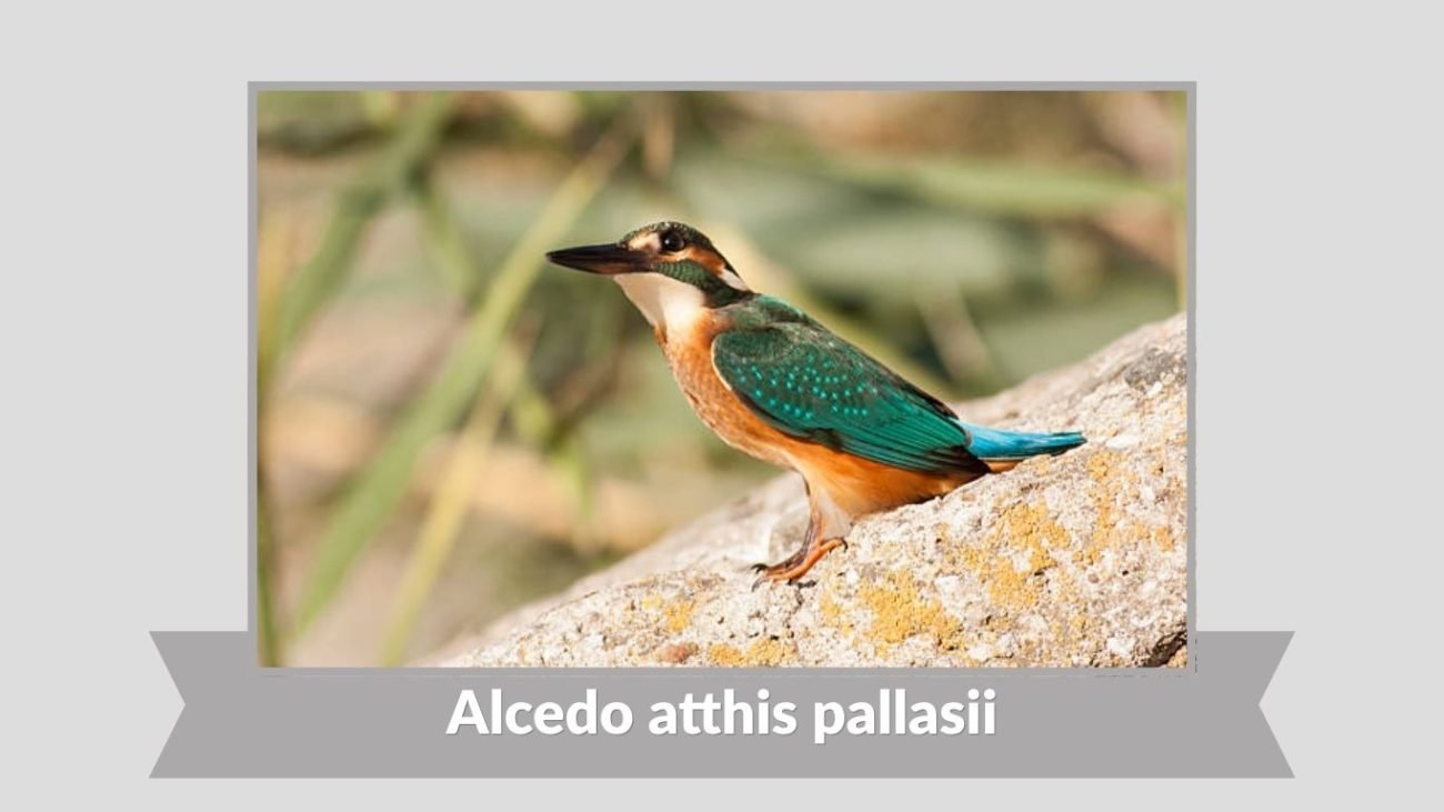  Alcedo atthis pallasii