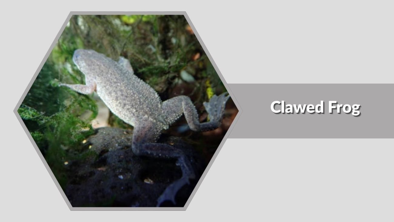 Clawed Frog