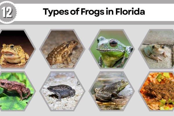 12 Types of Frogs in Florida: Habitat, Diet, Id with Picture