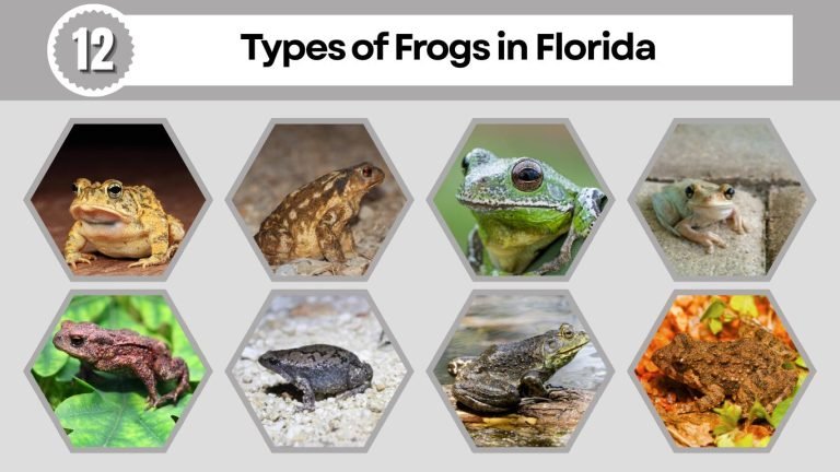 12 Types of Frogs in Florida: Habitat, Diet, Id with Picture