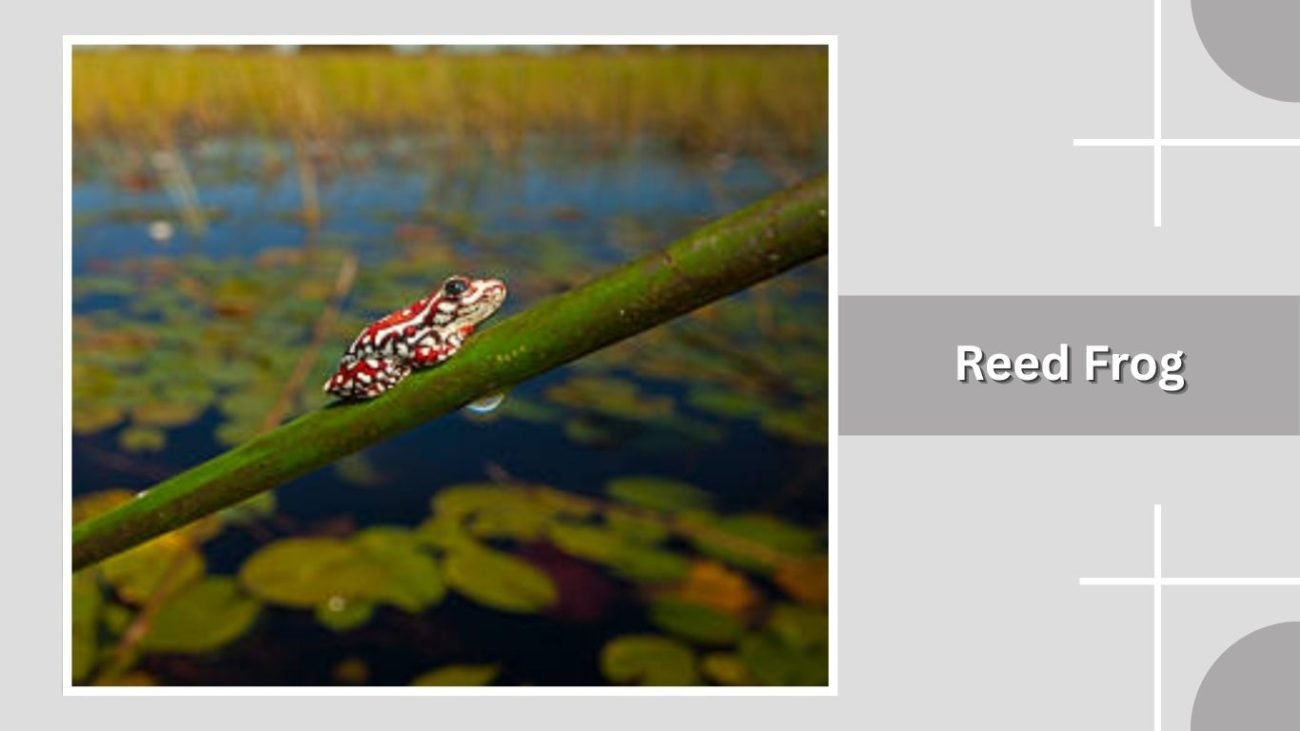 Reed Frog