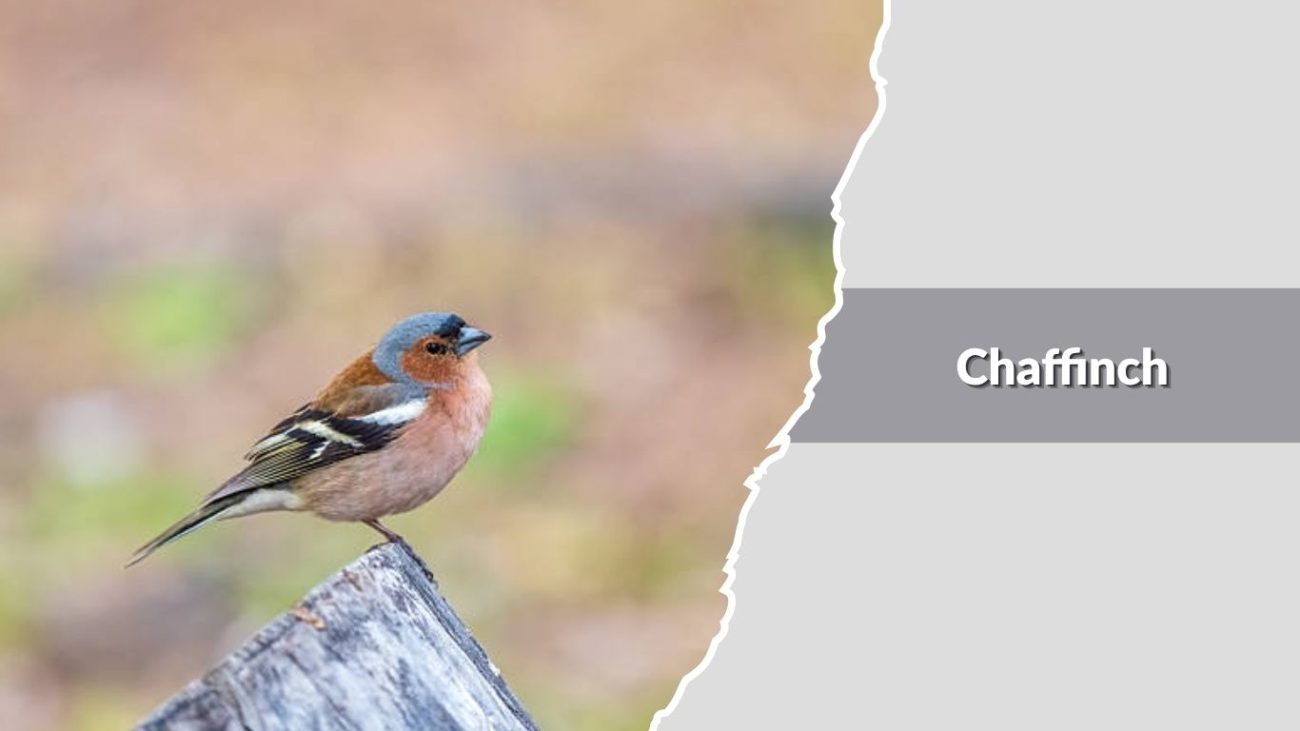  Chaffinch