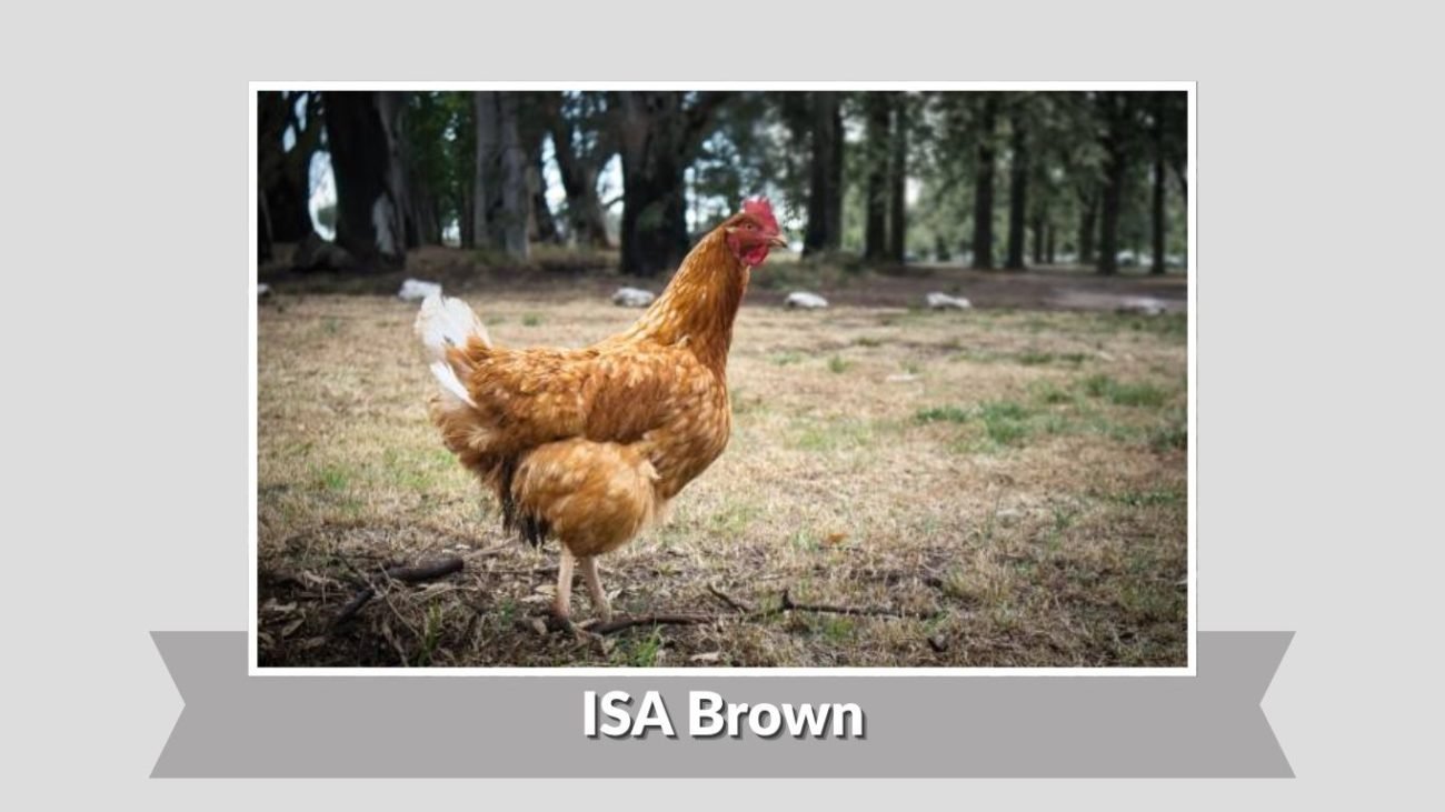 ISA Brown