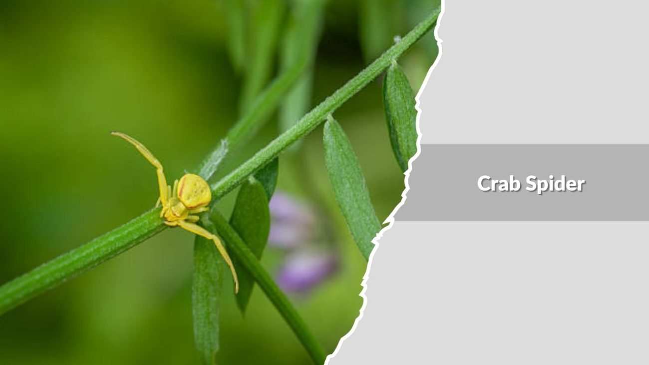 Crab Spider (Thomisidae family)