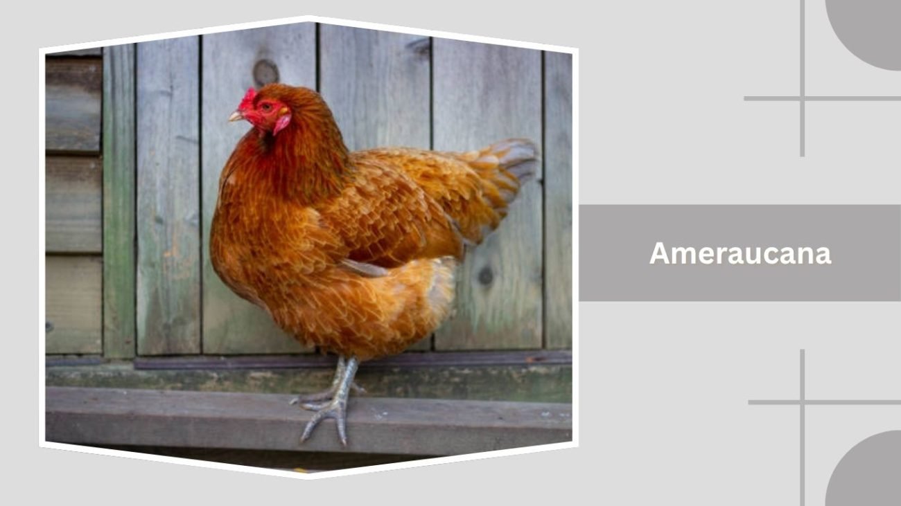 Ameraucana