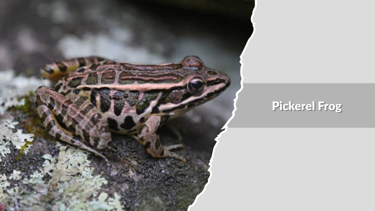 Pickerel Frog