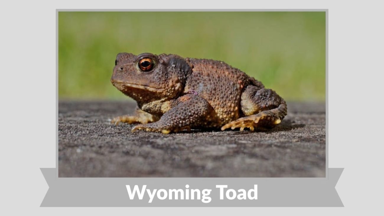 Wyoming Toad