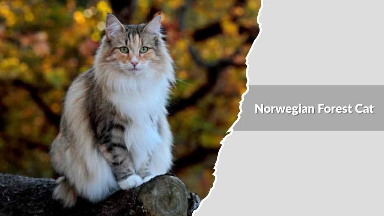 Norwegian Forest Cat