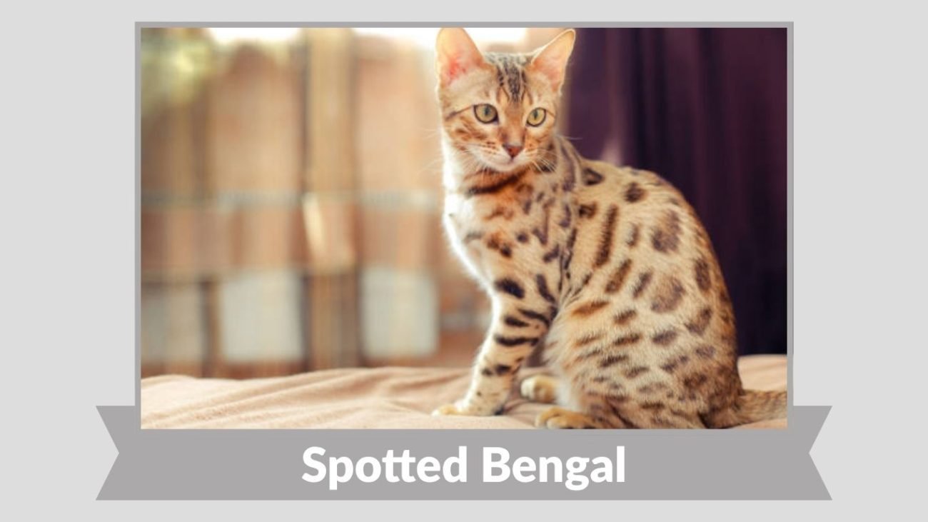 Spotted Bengal