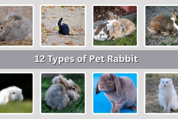 12 Types of Pet Rabbit : You should Know Before Getting