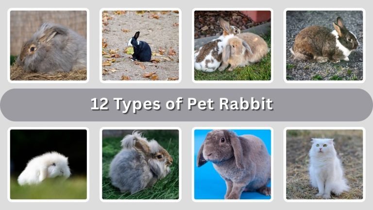 12 Types of Pet Rabbit : You should Know Before Getting