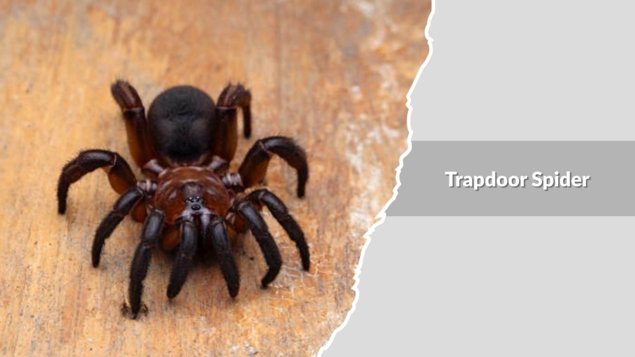 Trapdoor Spider (Ctenizidae and related families)