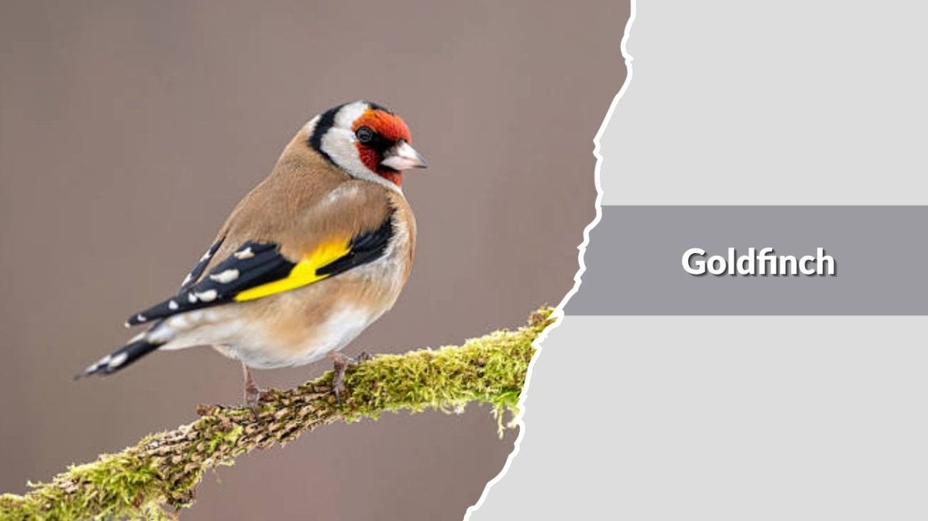 Goldfinch