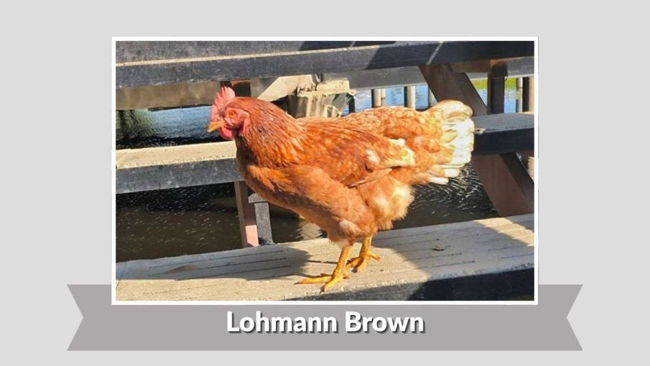 Lohmann Brown