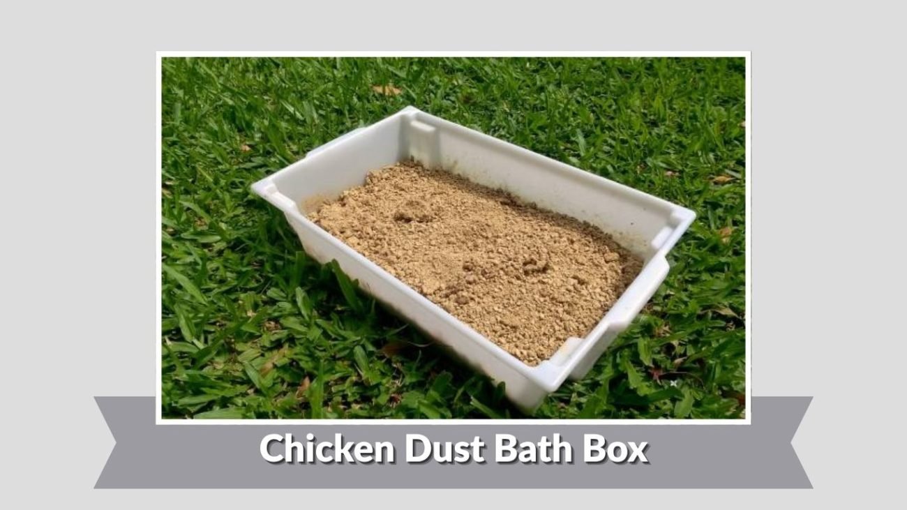  Chicken Dust Bath Box