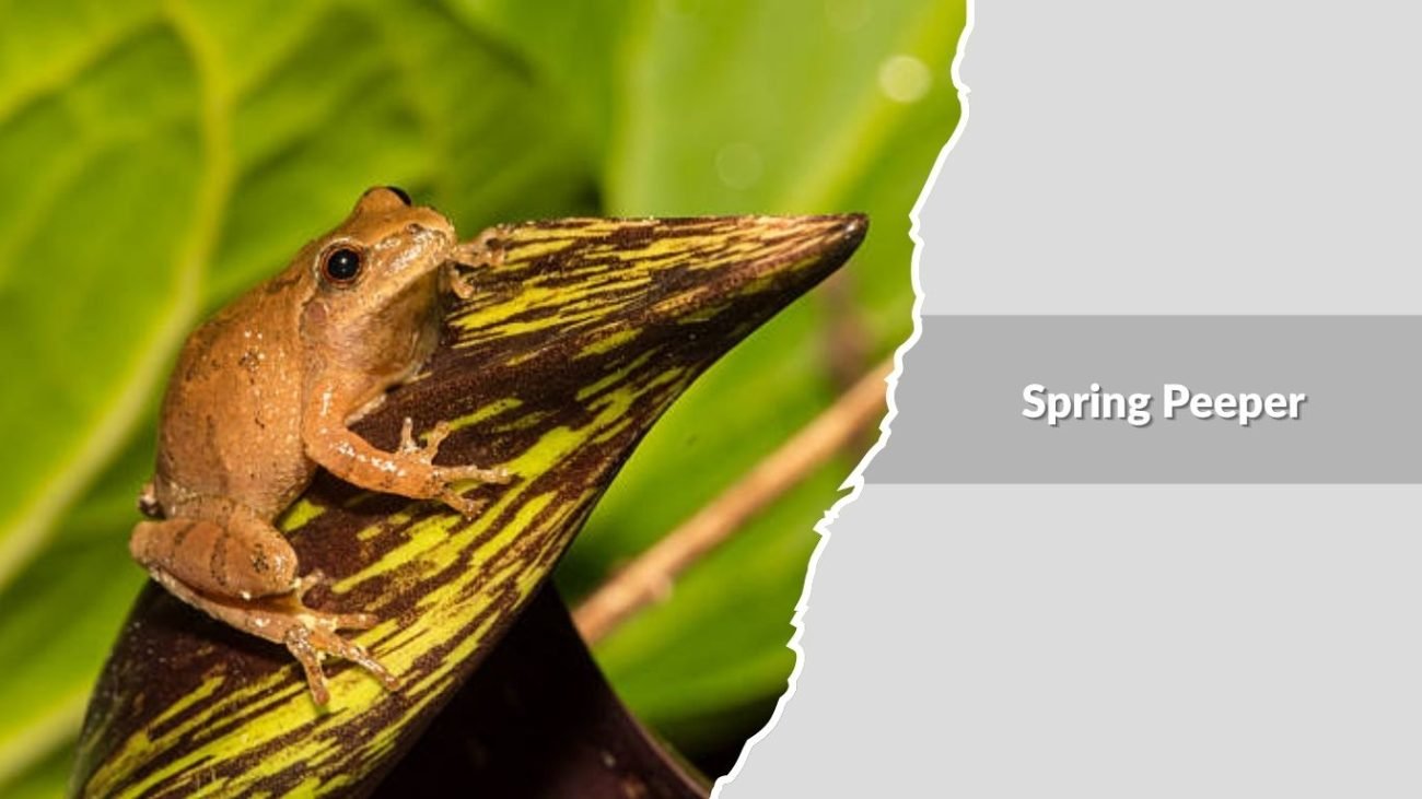 Spring Peeper