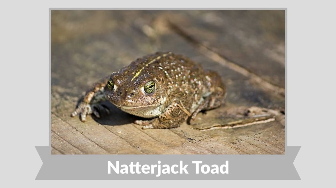 Natterjack Toad