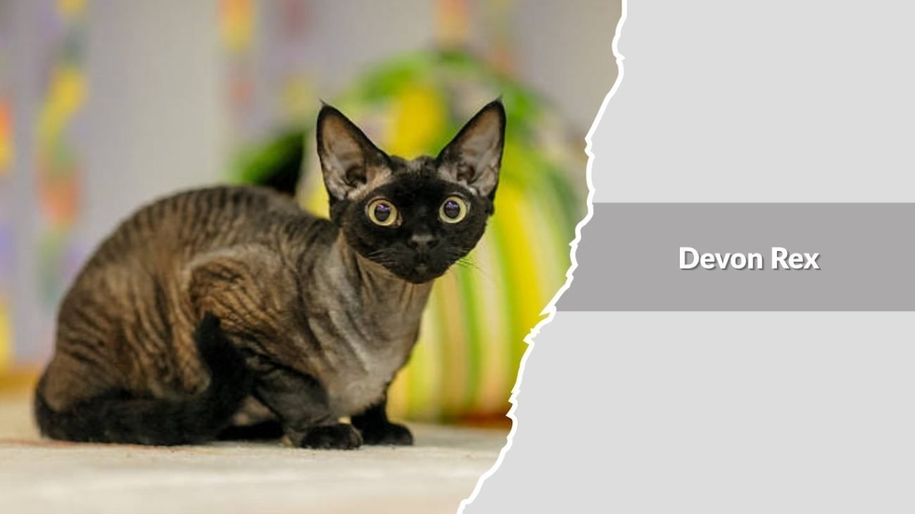 Devon Rex