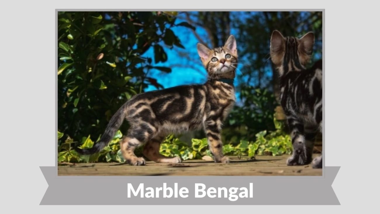 Marble Bengal