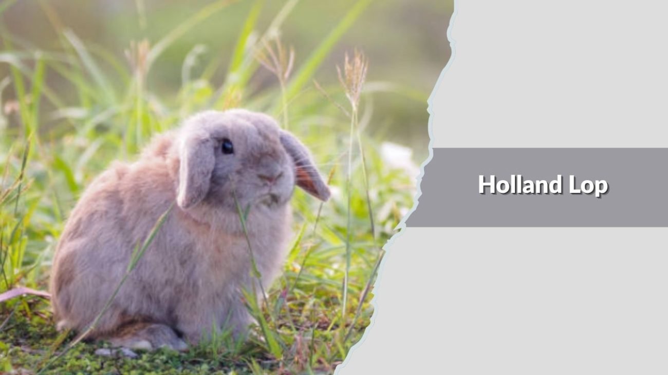  Holland Lop 