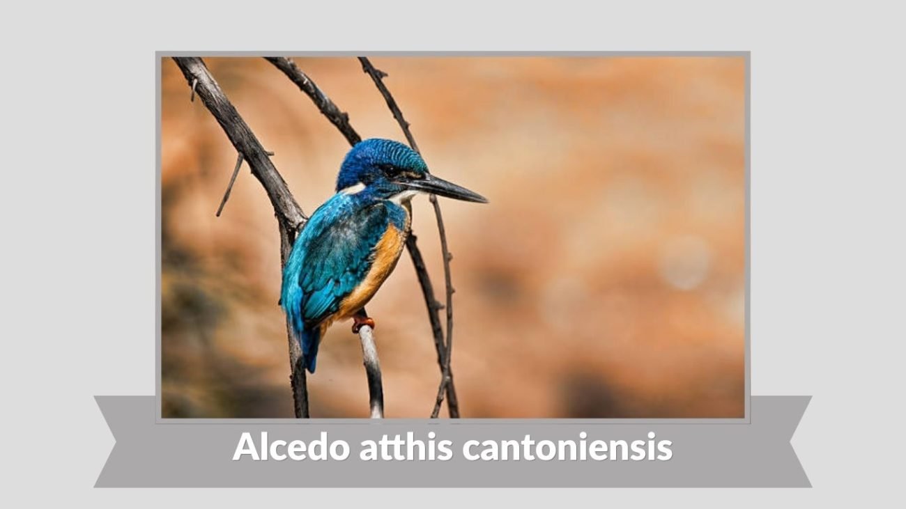  Alcedo atthis cantoniensis